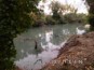Coordinamento della sicurezza in fase di esecuzione per i lavori di mitigazione del rischio idraulico del fiume Pescara, in Comune di Pescara, tratto a monte del ponte ferroviario prima del tratto canalizzato. - Presenza di relitti arborei in alveo.